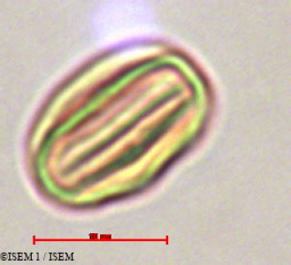 ISEM 1/Miconia_lasiocalyx_29337/Miconia_lasiocalyx_29337_0001(copy)_thumb.jpg